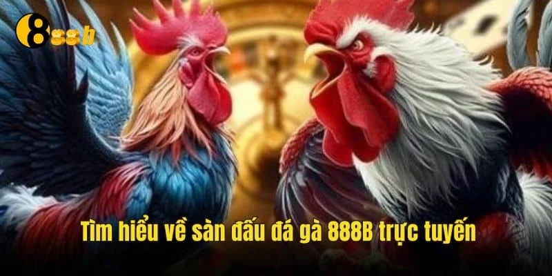 Khám phá sân đá gà 888B cực hot Khám phá sân đá gà 888B cực hot