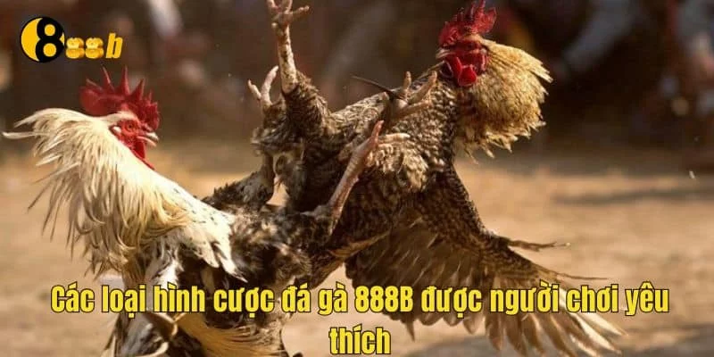 Nhiều loại hình cược đá gà để tham gia Nhiều loại hình cược đá gà để tham gia