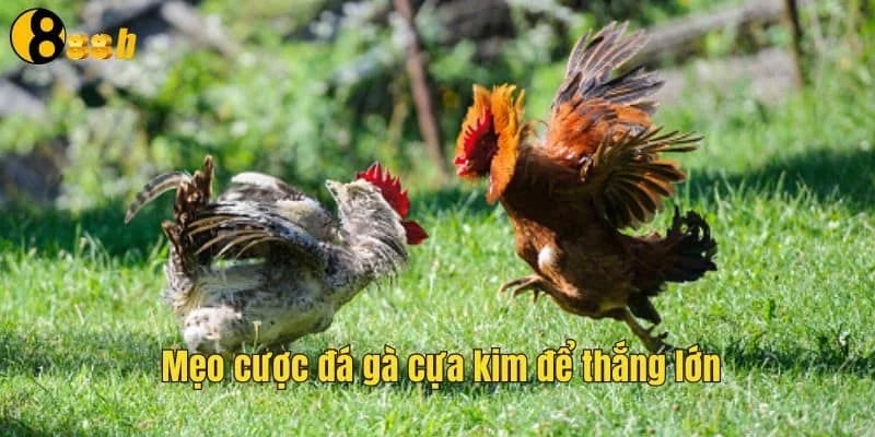 Cách chơi đá gà cựa kim hiệu quả Cách chơi đá gà cựa kim hiệu quả