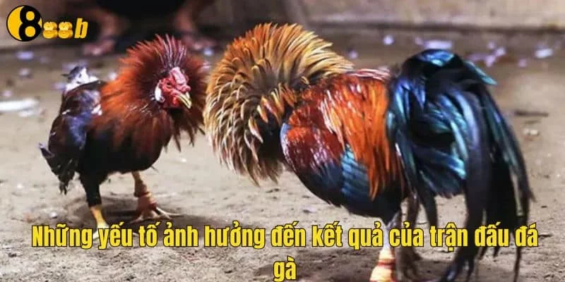 Các yếu tố ảnh hưởng đến các trận đá gà thomo trực tiếp Các yếu tố ảnh hưởng đến các trận đá gà thomo trực tiếp
