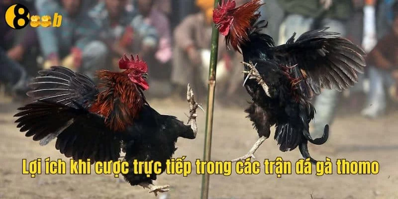 Người chơi tích lũy được nhiều kinh nghiệm với đá gà thomo trực tiếp Người chơi tích lũy được nhiều kinh nghiệm với đá gà thomo trực tiếp