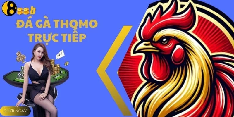 Đá Gà Thomo Trực Tiếp - Xem Trận Đấu Nảy Lửa Cùng 888B