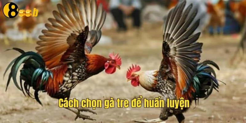 Cách chọn gà tre để huấn luyện