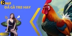 Đá Gà Tre Hay - Trải Nghiệm Đa Dạng Cược Tại Nhà Cái 888B
